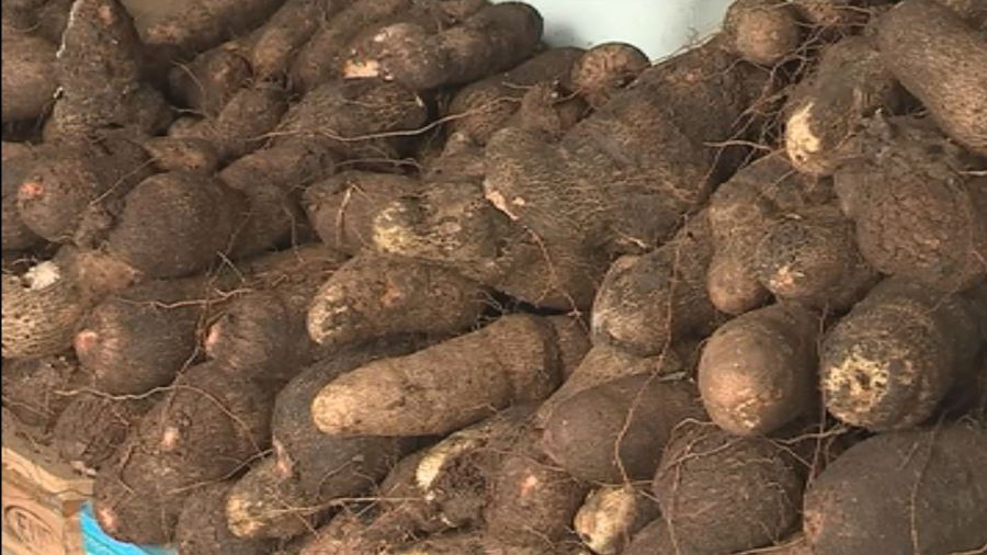 [Conflit foncier et vols de récoltes] L'affaire M. Zamblé Boniface contre M. Zenan