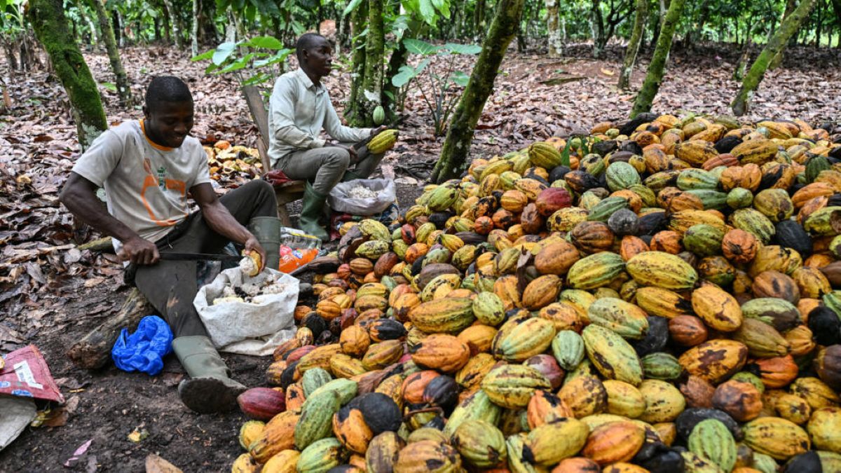 [Filière Cacao] La campagne intermédiaire en péril, l’OIC toujours dans l’impasse