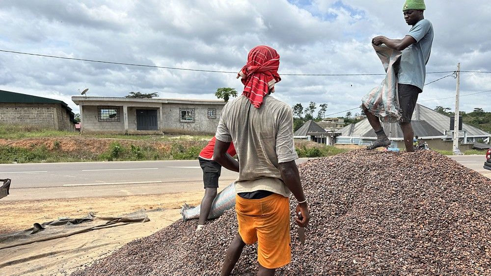 [L’Or brun en péril] Les paysans ivoiriens subissent la dégringolade du prix du cacao