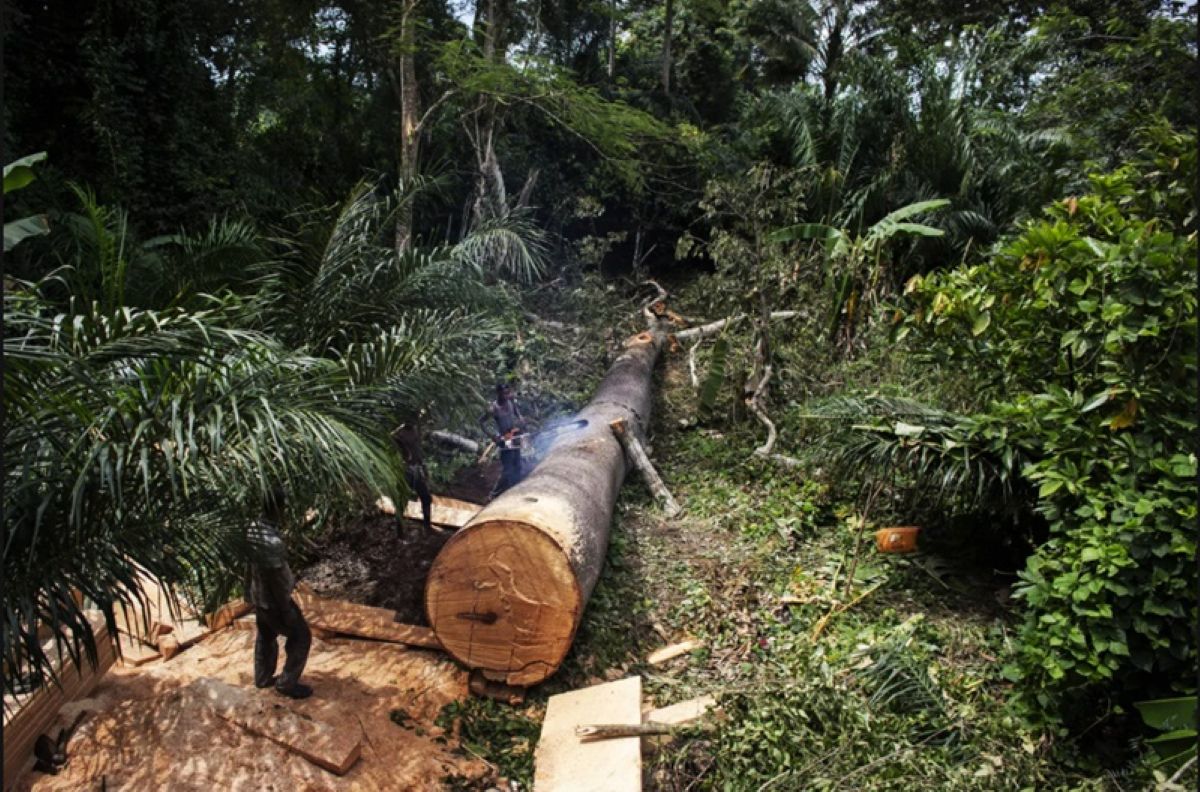 [Côte d’Ivoire] Une ONG alerte sur le risque d’effondrement du couvert forestier avant 2035