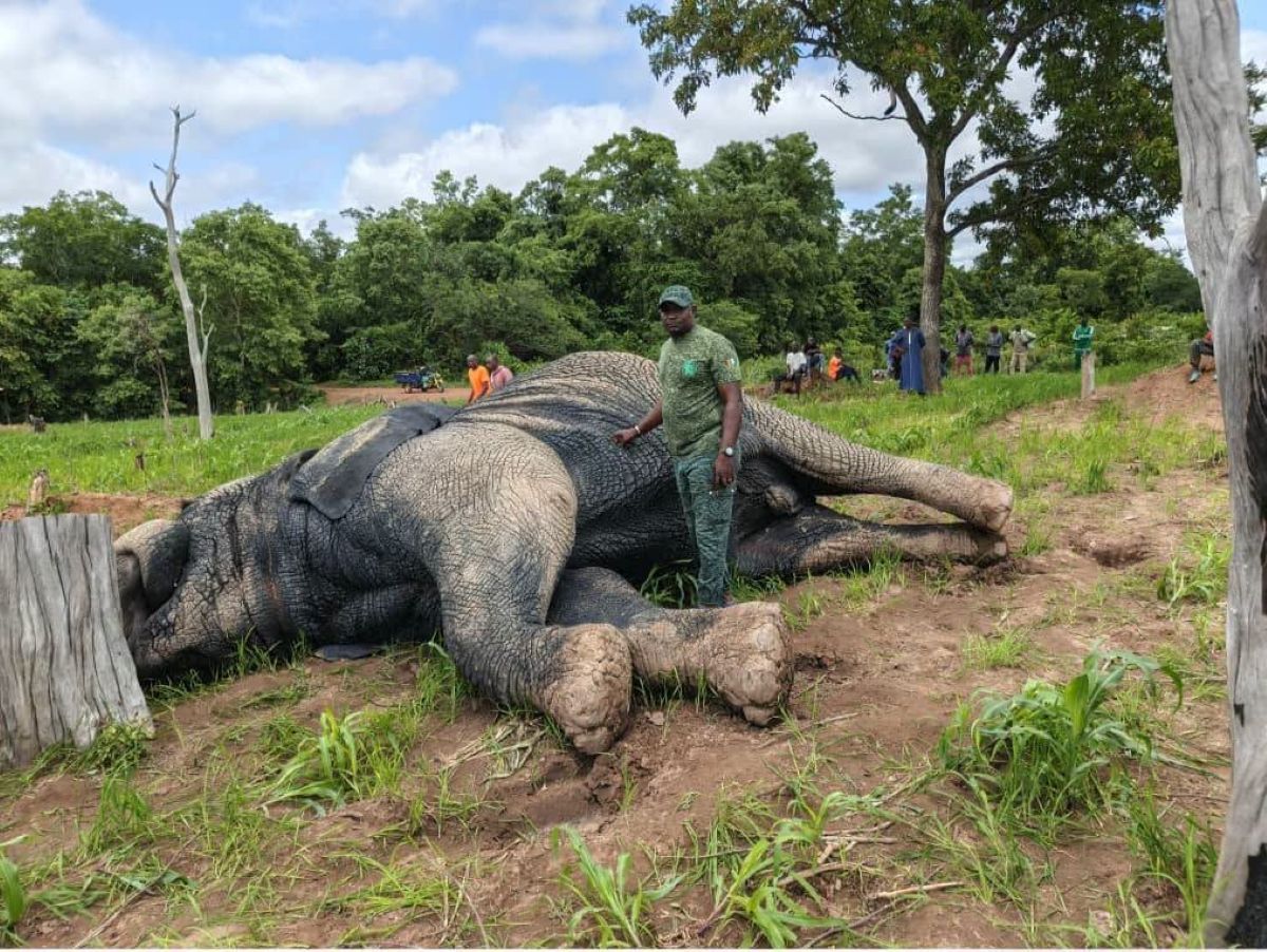 [M’Bengué] Décès accidentel d’un éléphant par électrocution