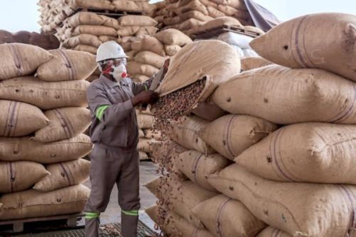 [Cacao] Le record camerounais face au paradoxe ivoirien