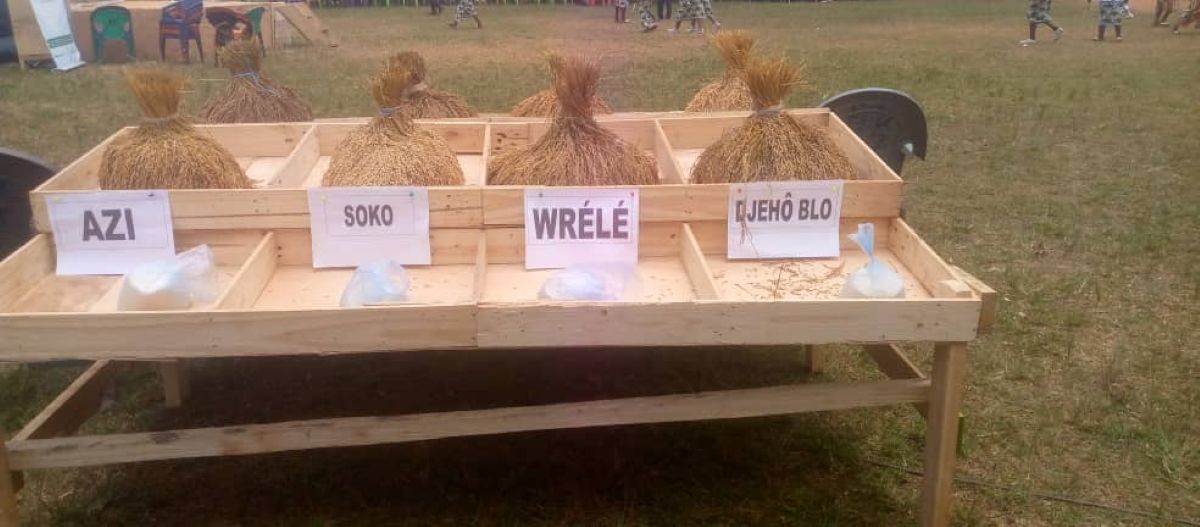 [Réjouissance] Yopohué célèbre le riz pluvial et sollicite un appui accru de l’État