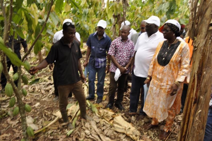 Activités du Conseil du Café-Cacao : la Direction générale évalue le FIRCA sur le terrain. Lundi 19 mars 2013, Sinfra. Madame Massandjé TOURE-LITSE,
